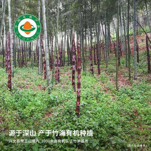 【自营】有机糯米笋256g*3袋装 商品图1