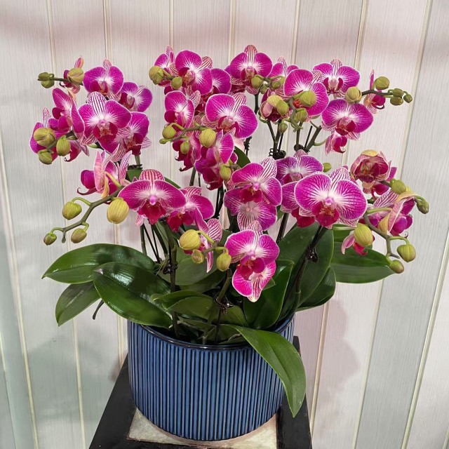 天堂鸟蝴蝶兰盆栽（6株）