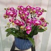 天堂鸟蝴蝶兰盆栽（6株） 商品缩略图0
