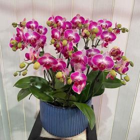 天堂鸟蝴蝶兰盆栽（6株）