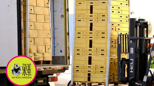 【冰糖秋月梨】礼盒7-9枚入约3.5kg 商品图5