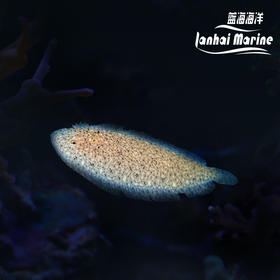 翻沙比目鱼