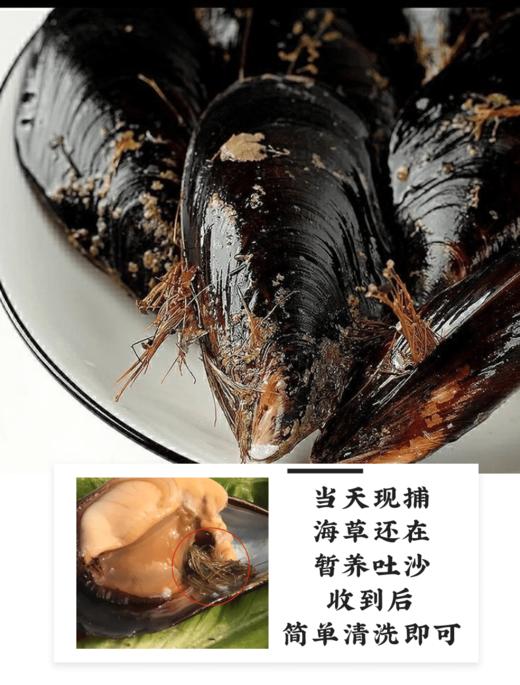 【码头直发 野生带鱼/贻贝/鲳鱼】正宗舟山带鱼  雷达网带  网带更鲜嫩    肉质鲜嫩  肚皮肥油  介意慎拍 舟山市沈家门码头产地直发！ 商品图8