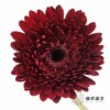 非洲菊 | 黑巧泡泡 商品缩略图0