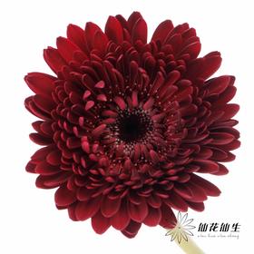 非洲菊 | 黑巧泡泡