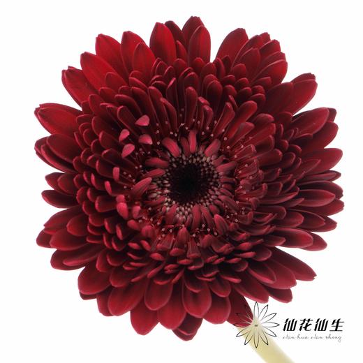 非洲菊 | 黑巧泡泡 商品图0