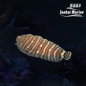 条纹翻沙比目鱼