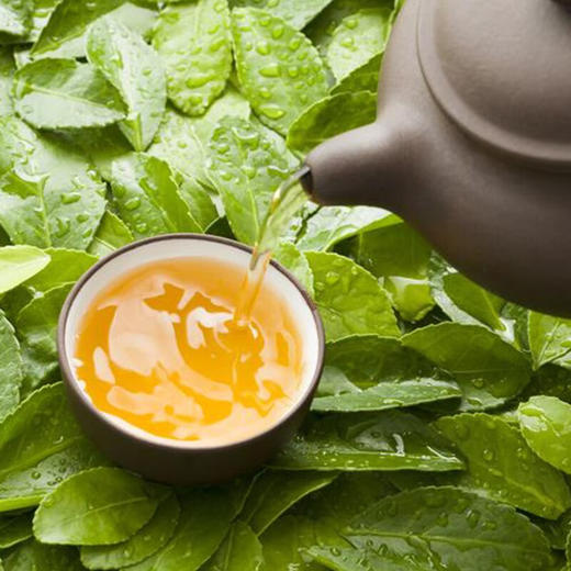 统一绿茶茉莉味茶饮料 500ml 商品图9