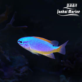 人工斐济魔