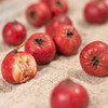 甜红子山楂 | 果香四溢 酸甜生津 细腻绵软 果形玲珑 颗颗精选 商品缩略图3