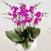 满天红蝴蝶兰盆栽（6株） 商品缩略图0