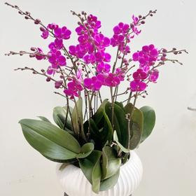 满天红蝴蝶兰盆栽（6株）