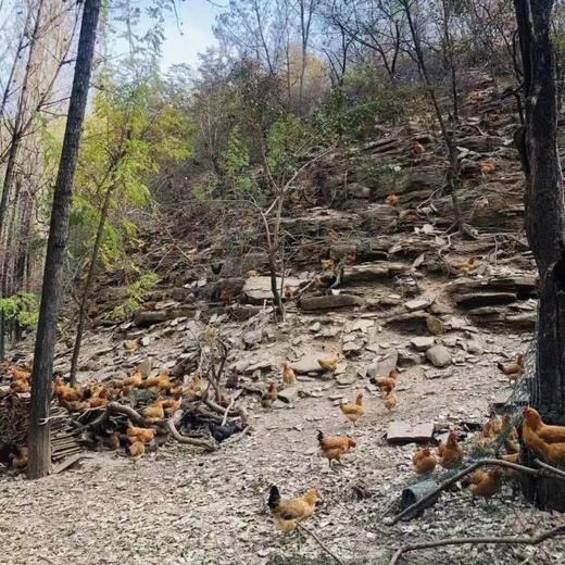 有机跑山鸡 （山东）| 散养于有机农牧场的原生态山林中 商品图5