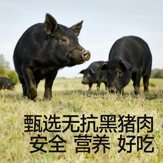 【冷链】【69元任选6件】黑猪肉松茸鲜老面小笼包200g，叠加店铺满赠，不满减和会员折扣 商品图1