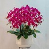 幻影蝴蝶兰盆栽（8株） 商品缩略图0