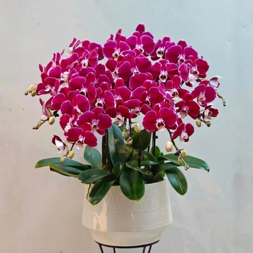 幻影蝴蝶兰盆栽（8株） 商品图0