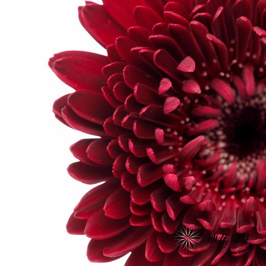 非洲菊 | 黑巧泡泡 商品图1