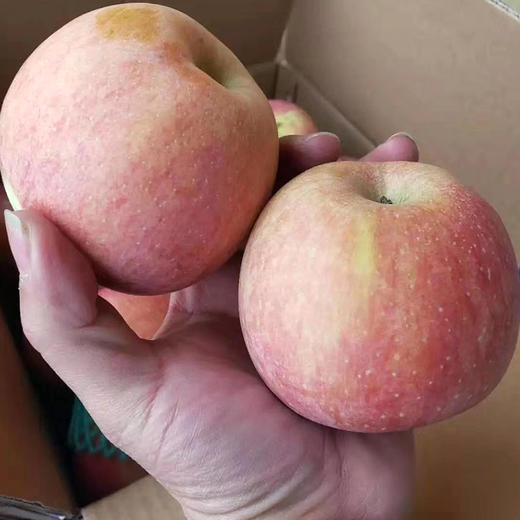 【甜脆爽口❗️陕西红富士苹果】原产地直供苹果之乡，素以色/香/味俱佳著称，人工精心栽培，天然无污染种植，新鲜孕妇水果，非国产红蛇果应季红富士苹果L 商品图1