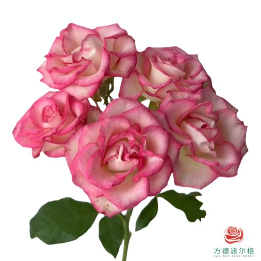 外购多头玫瑰-妃色罗衣 商品图1