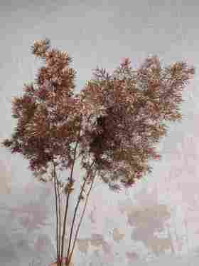 荷兰进口金色蓬莱松5支