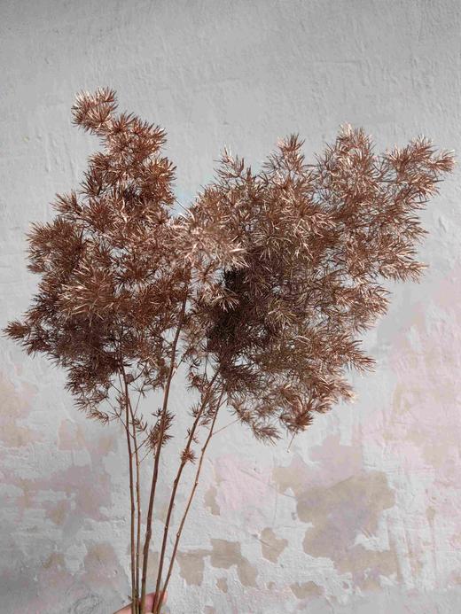 荷兰进口金色蓬莱松5支 商品图0