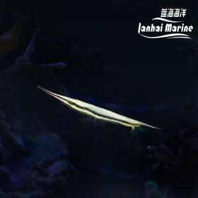 刀片/虾鱼