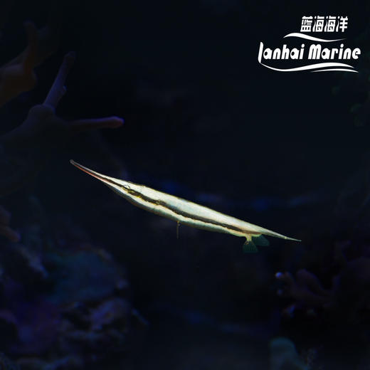 刀片/虾鱼 商品图0