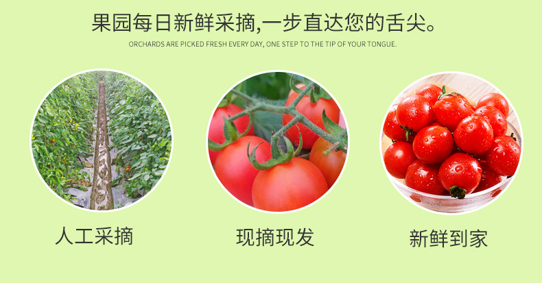 山东圣女果_10.jpg