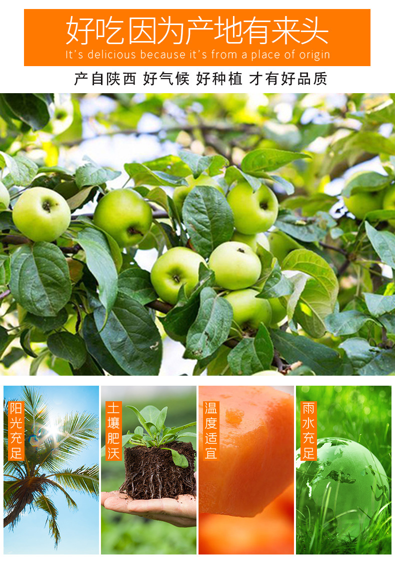 详情页-陕西青苹果_04.jpg