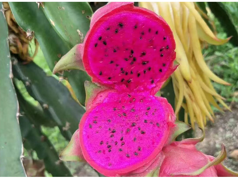火龙果_12.jpg