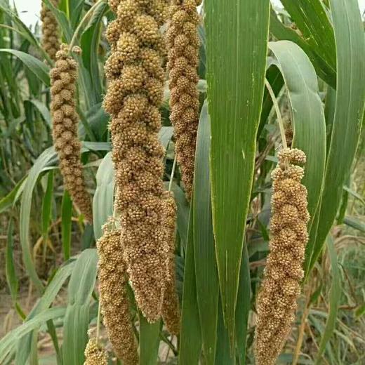 【25年新粮】生态小米 陕西渭南酵素农耕种植5斤装【京东快递送货上门】 商品图4