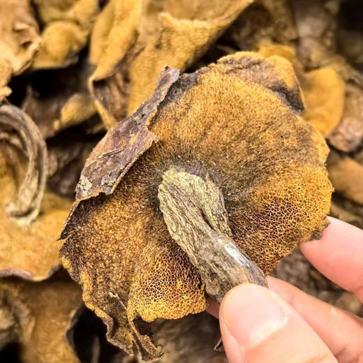 有机牛肝菌100g东北有机菌菇干货特产包邮 商品图4