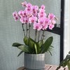 粉色系蝴蝶兰盆栽（4株） 商品缩略图0