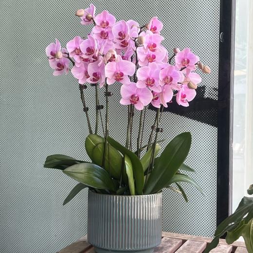 粉色系蝴蝶兰盆栽（4株） 商品图0