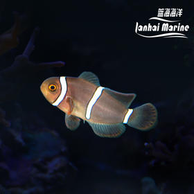 人工透红小丑 断纹