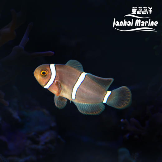 人工透红小丑 断纹 商品图0