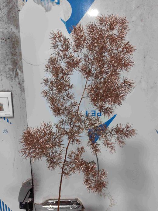 荷兰进口金色蓬莱松5支 商品图3