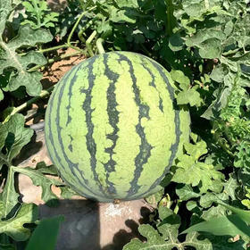 【鲜甜多汁❗云南麒麟西瓜】果香浓郁，个大饱满，甜脆爽口，肉质鲜嫩，色泽诱人，脆甜多汁，整个新鲜应季皮薄多汁水果健康L