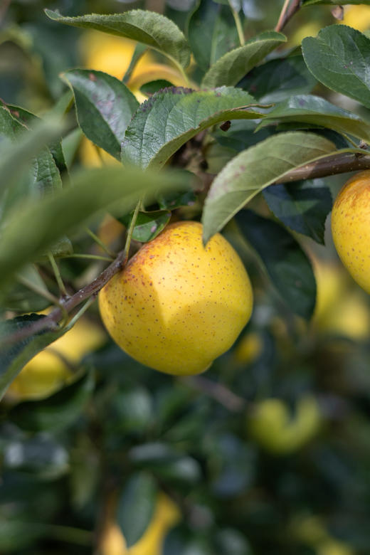 丑果维纳斯。丑是真的丑 甜是真的甜 商品图0