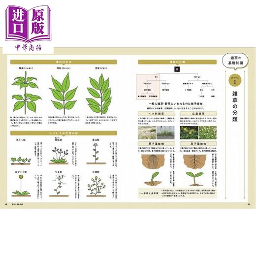 【中商原版】美丽的杂草花图鉴 日文原版日韩 美しい雑草の花図鑑 商品图4