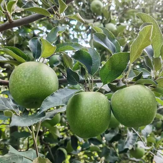 德力邦有机苹果有机青苹果  陕西渭北有机种植当季新鲜水果【德邦快递送货上门】 商品图3
