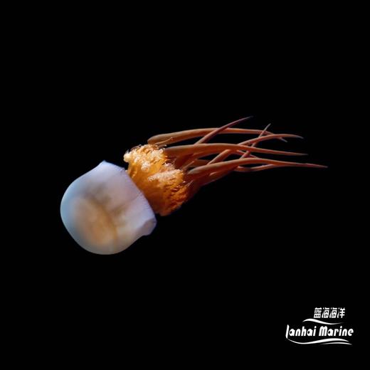 赤月水母 商品图1