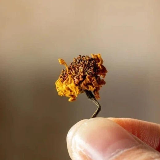 菜菜家得幸新疆昆仑雪菊|非人工种植，无农残、无硫熏 商品图5