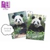 预售 【中商原版】大熊猫力力与真真纪念书 日文原版日韩 リーリー＆シンシンメモリアルクリアファイルBOOK 商品缩略图3