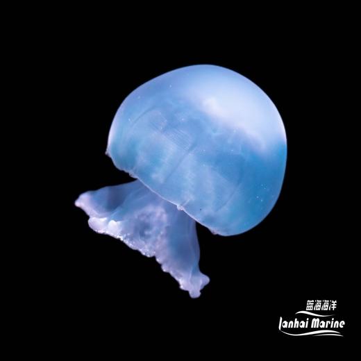 蓝色炮弹水母 商品图1