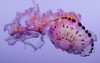 紫纹海刺水母 商品缩略图4