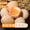 无蛋腥味【原生态！更健康】农家新鲜土鸡蛋谷饲散养鸡蛋谷物蛋溏心蛋巨浪。ha 商品缩略图0