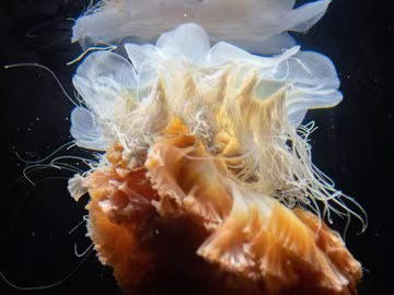 红狮鬃水母 商品图2