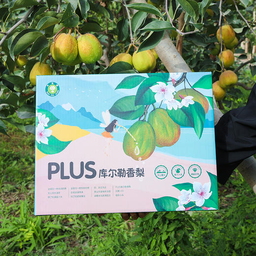 新疆库尔勒香梨 商品图11
