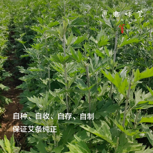 南阳艾条/艾柱/艾灸罐（成都仓库-顺丰快递）|多种规格，来自河南南阳，生产者：庄敏（合作生产，公平贸易） 商品图3